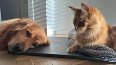 Un cane e un gatto