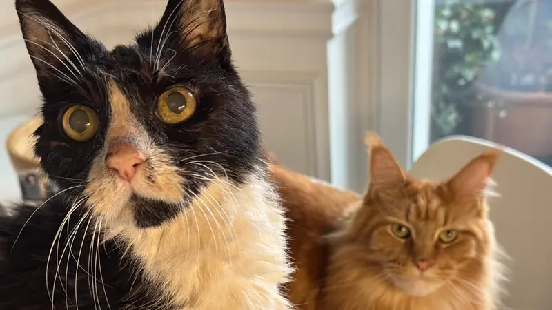 Due gatti possono convivere, ma occorre assicurarsi che si creino le condizioni giuste