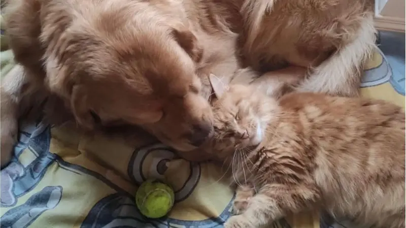 Un cane e un gatto dormono vicini
