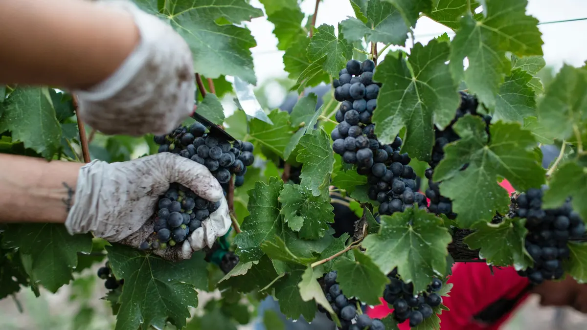 La vendemmia