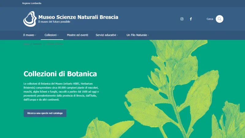 È possibile eseguire ricerche all'interno della collezione