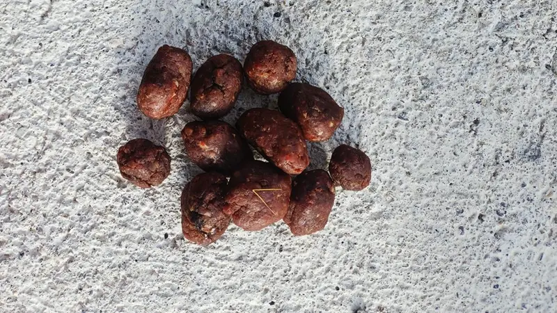 Le esche avvelenate trovate da Sole