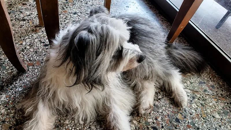 Tra i tavoli gironzola Teo