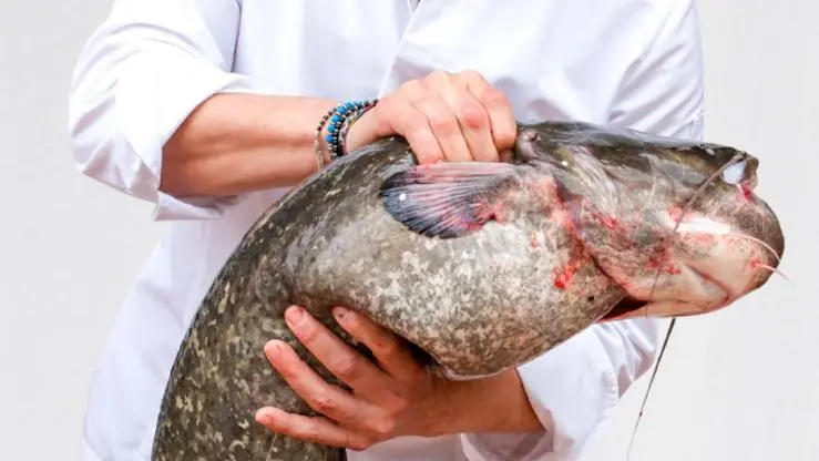 Il pesce siluro è in ogni menù dello chef