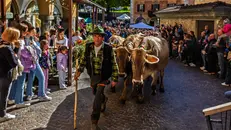 Tornano in paese dopo i mesi di alpeggio allevatori e vacche © www.giornaledibrescia.it