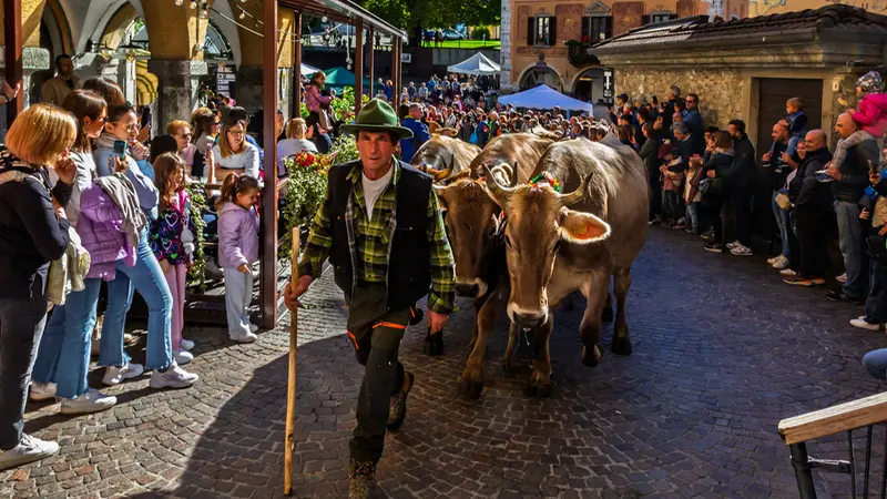 Tornano in paese dopo i mesi di alpeggio allevatori e vacche © www.giornaledibrescia.it