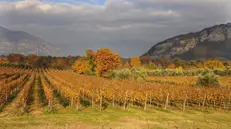I filari con i tipici colori autunnali