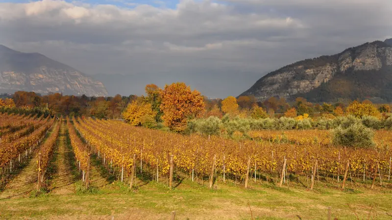 I filari con i tipici colori autunnali
