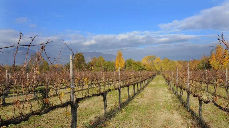 Un tipico paesaggio franciacortino