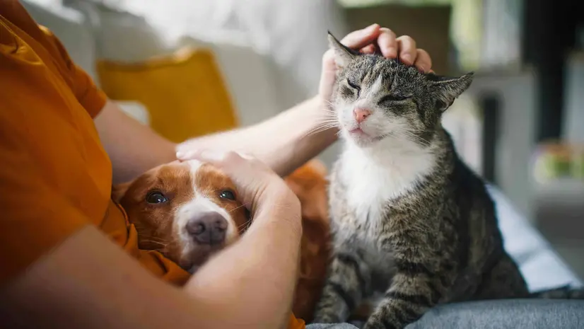 Il pet parenting è un fenomeno in crescita