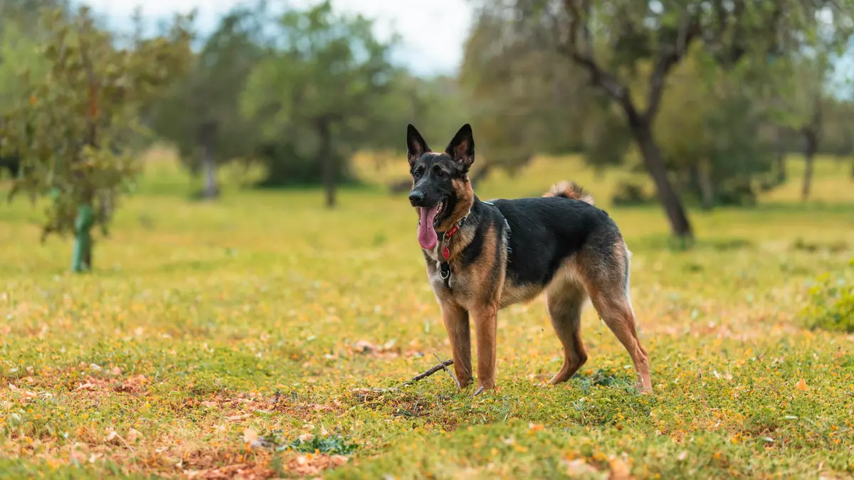 Un malinois, cane pastore belga