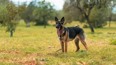Un malinois, cane pastore belga