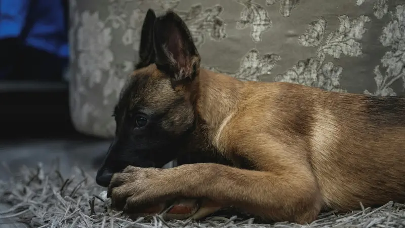 Un cucciolo di malinois