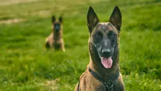 Un malinois