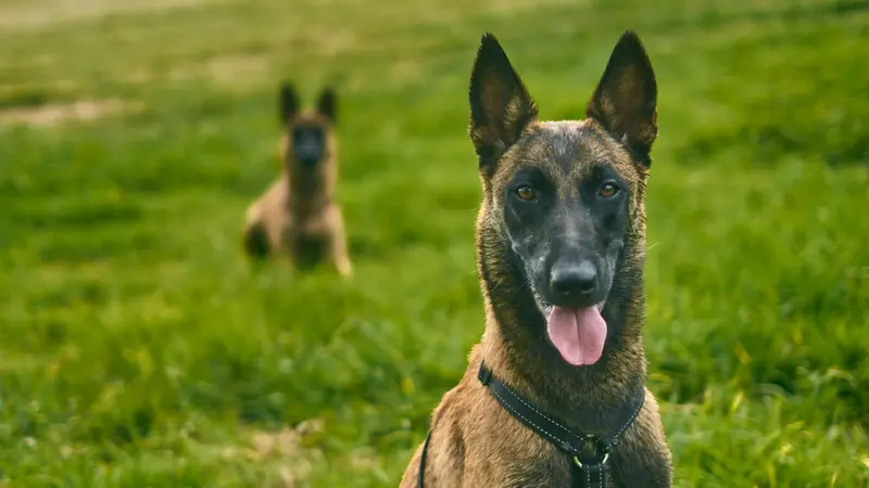 Un malinois