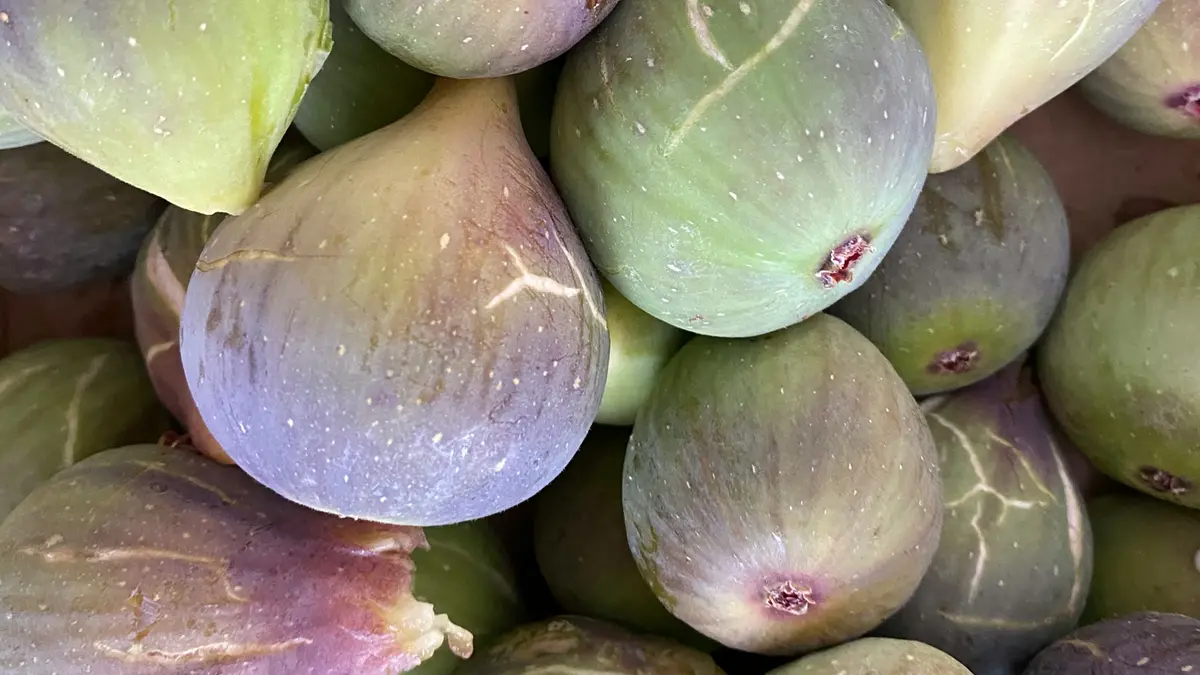 Alcuni fichi che si trovano anche nel Bresciano