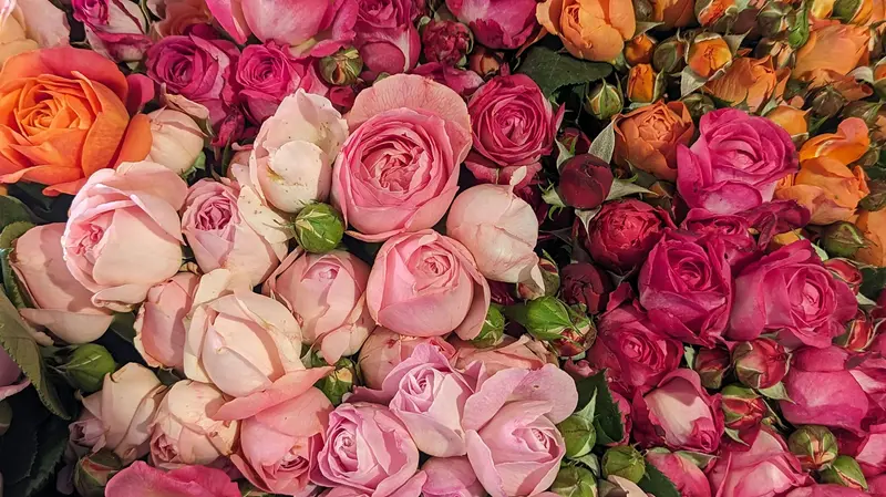 Varietà di rose