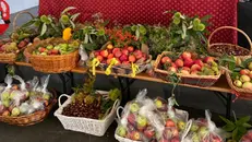 Tutto pronto per la Sagra delle mele