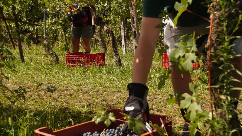 Un momento della vendemmia di quest'anno