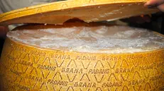 Una forma di Grana Padano
