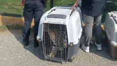 Uno dei felini confiscati