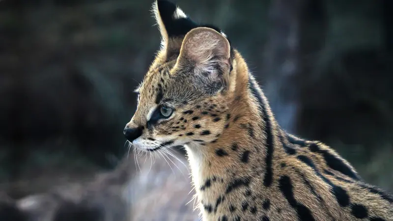 Un esemplare di serval, conosciuto anche come gattopardo africano