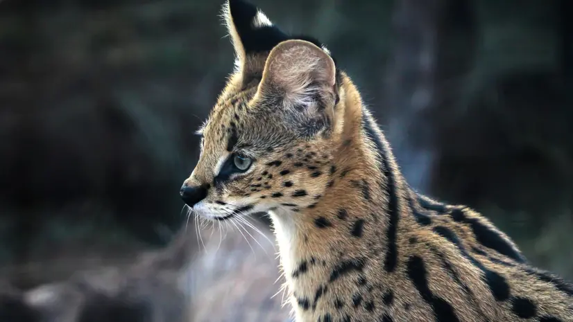 Un esemplare di serval, conosciuto anche come gattopardo africano