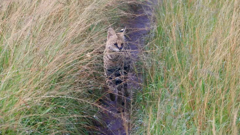Un serval in natura