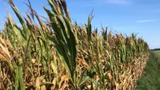 Caldo e siccità hanno fatto crollare la produzione di mais