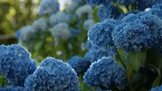 Un cespuglio di ortensie