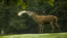 Un cervo nobile maschio durante il periodo del bramito, immagine simbolica
