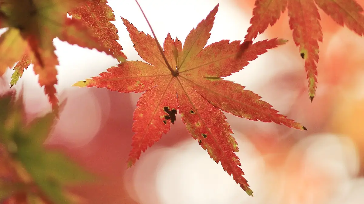 Foglie dai colori autunnali