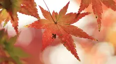 Foglie dai colori autunnali