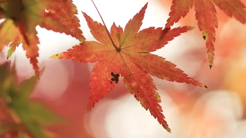 Foglie dai colori autunnali