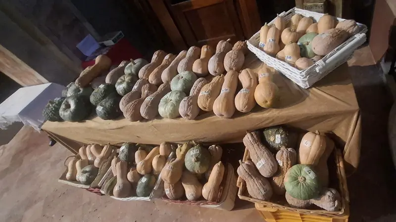 Il raccolto delle zucche quest'anno è stato particolarmente abbondante