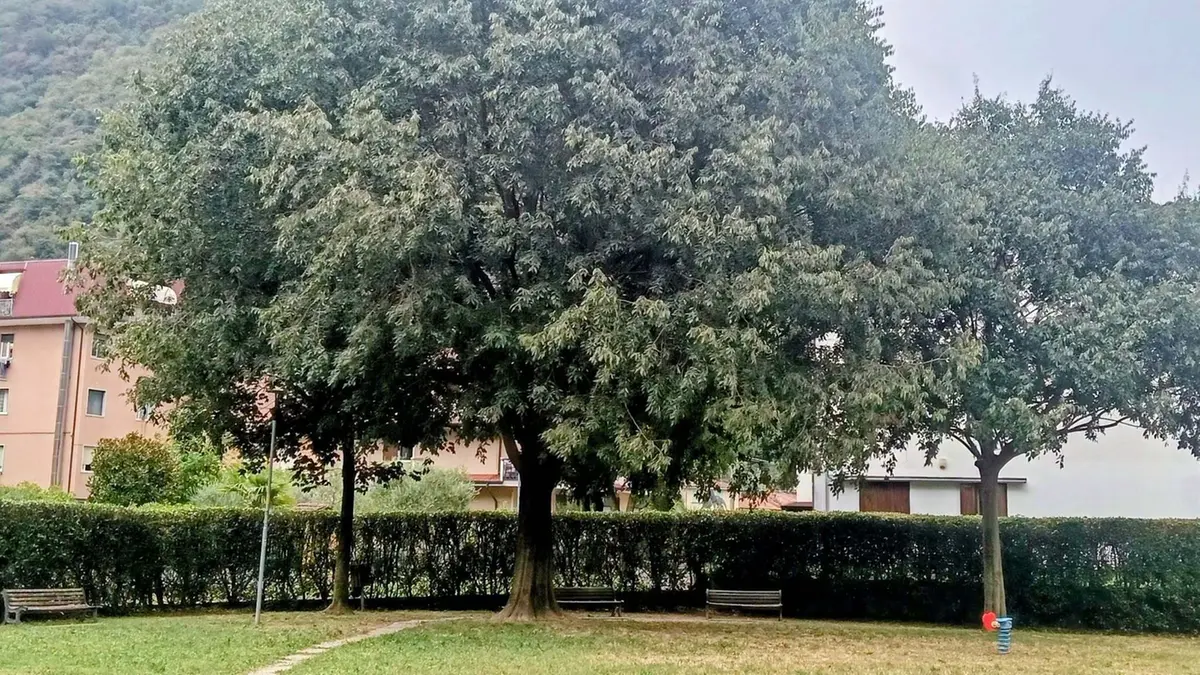 L'obiettivo è tutelare il verde