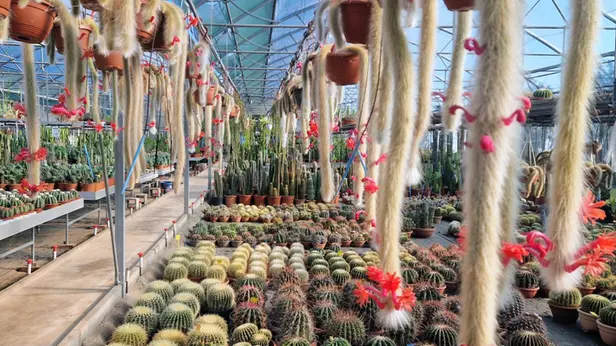 Tra cactus e succulente di «Carnosa&Spinosa»