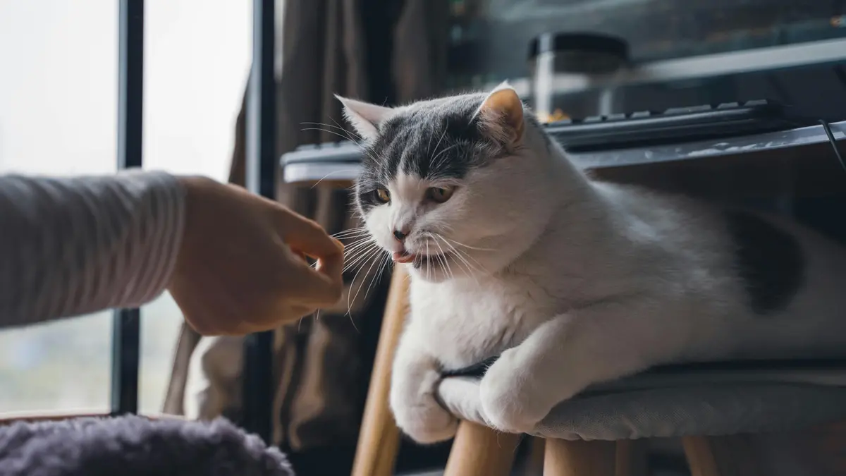 Carezze a un gatto
