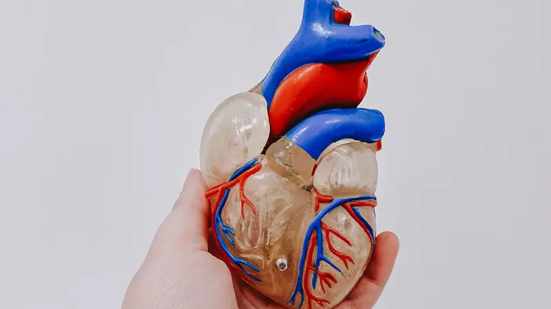 Il modellino di un cuore
