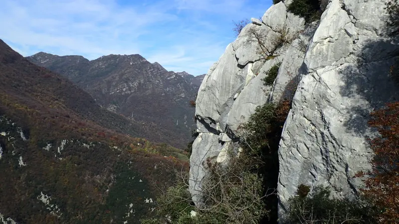 Lecci sulla cresta del Monte Castello di Gaino, boschi di carpino sullo sfondo