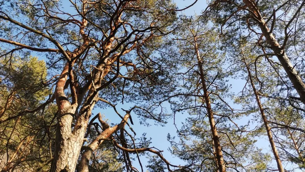 Una pineta di pino silverstre ad Armo