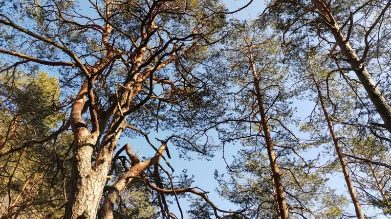 Una pineta di pino silverstre ad Armo