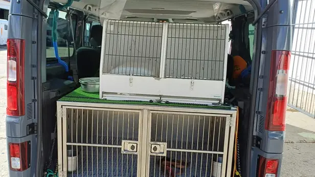 Il furgone in cui sono morti i sette cani setter