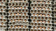 In Italia il consumo pro capite è di 230 uova all’anno
