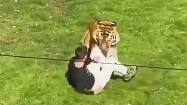 L'uomo aggredito dalla tigre - Foto X