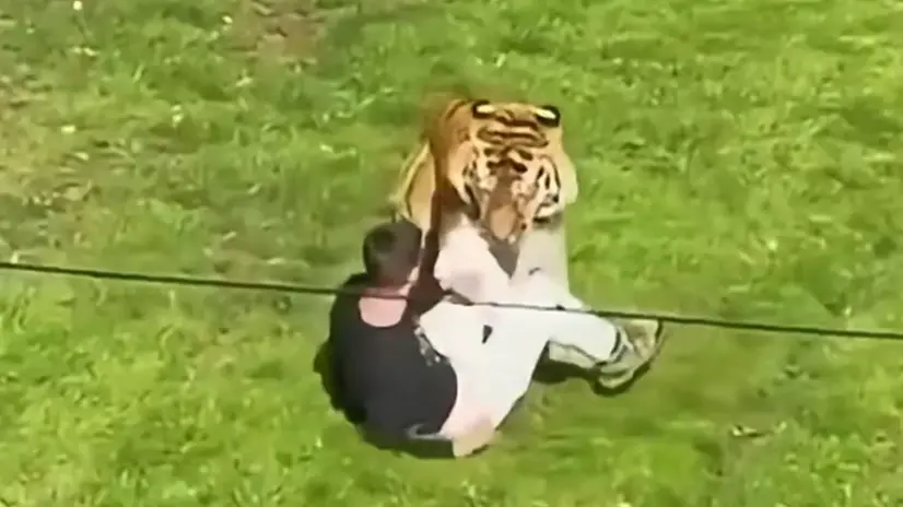 L'uomo aggredito dalla tigre - Foto X