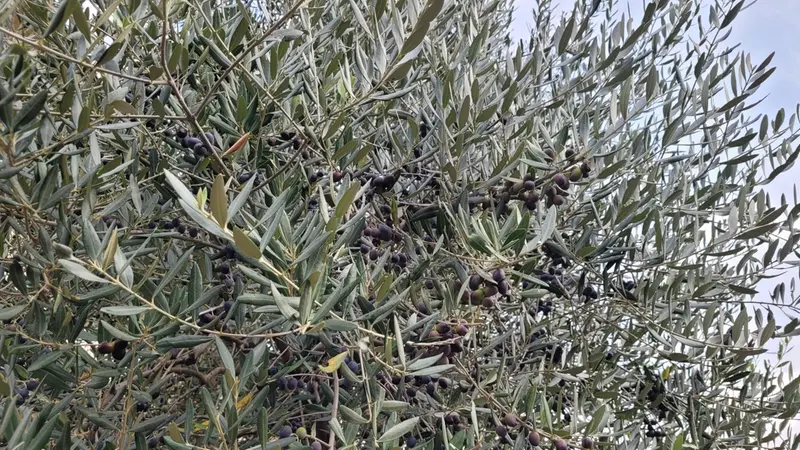Il caldo ha tenuto lontano la mosca olearia © www.giornaledibrescia.it