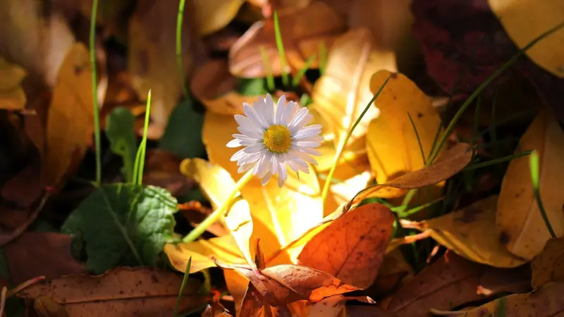 Una margherita tra colori autunnali