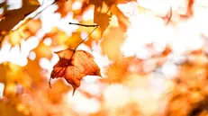 L'autunno del 2023 fu caratterizzato da un caldo record