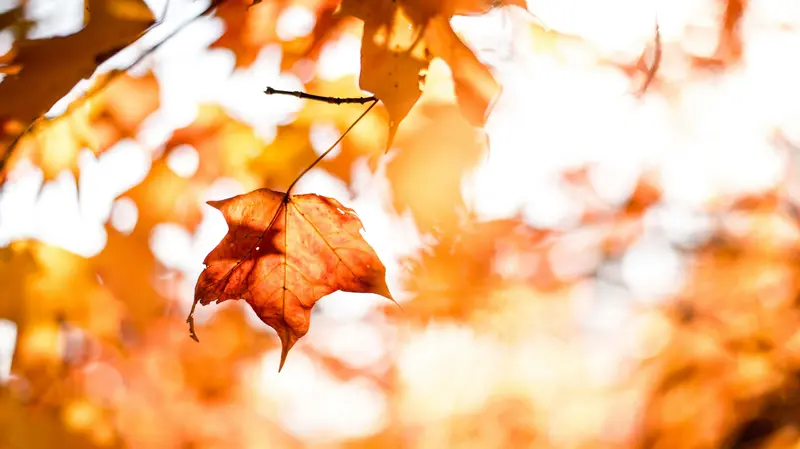 L'autunno del 2023 fu caratterizzato da un caldo record